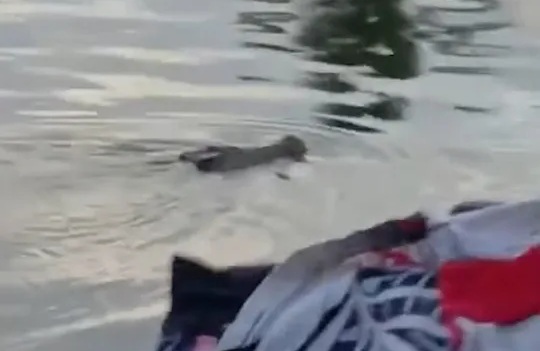 Tắm s&ocirc;ng c&ugrave;ng bạn, b&eacute; trai 10 tuổi bị thứ đ&aacute;ng sợ k&eacute;o xuống nước s&acirc;u tử vong - Ảnh 2.