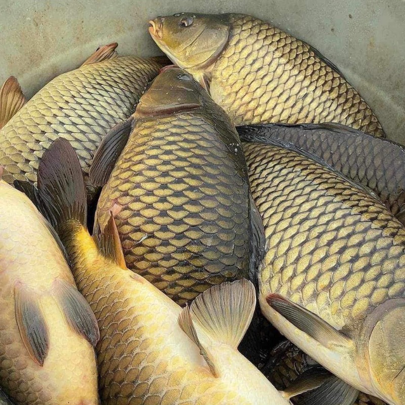 5 loại c&aacute; v&agrave;o &ldquo;m&ugrave;a v&agrave;ng&rdquo;: Thịt chắc, &iacute;t tanh, ngon nhất chợ- Ảnh 5.