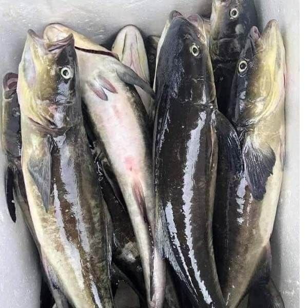 5 loại c&aacute; v&agrave;o &ldquo;m&ugrave;a v&agrave;ng&rdquo;: Thịt chắc, &iacute;t tanh, ngon nhất chợ- Ảnh 4.