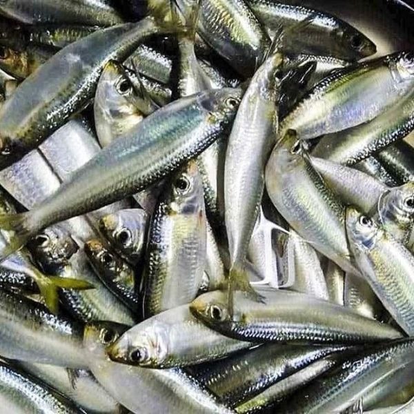 5 loại c&aacute; v&agrave;o &ldquo;m&ugrave;a v&agrave;ng&rdquo;: Thịt chắc, &iacute;t tanh, ngon nhất chợ- Ảnh 3.