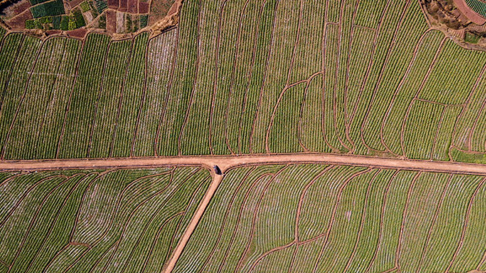 Người đàn ông sinh năm 1984 bán rau kiếm hơn 37 tỷ đồng / năm tại Trung Quốc - Ảnh 2. Người đàn ông sinh năm 1984 bán rau kiếm hơn 37 tỷ đồng / năm tại Trung Quốc - Ảnh 2.