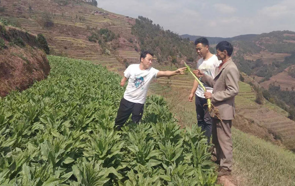 Người đàn ông sinh năm 1984 bán rau kiếm hơn 37 tỷ đồng / năm tại Trung Quốc - Ảnh 1. Người đàn ông sinh năm 1984 bán rau kiếm hơn 37 tỷ đồng / năm tại Trung Quốc - Ảnh 1.