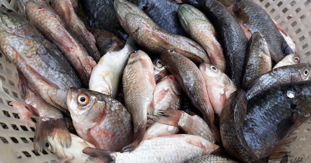 Chợ Việt c&oacute; loại c&aacute; nhỏ, chỉ 30.000 đồng/kg nhưng được thầy thuốc xưa gọi l&agrave; 