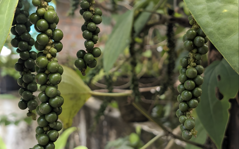 Kh&aacute;m ph&aacute; tứ đại danh ti&ecirc;u để n&acirc;ng tầm m&oacute;n kho , m&oacute;n canh ngon hơn - Ảnh 4.