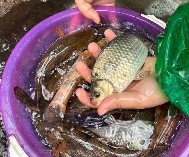 Chợ Việt c&oacute; loại c&aacute; nhỏ, chỉ 30.000 đồng/kg nhưng được thầy thuốc xưa gọi l&agrave; 