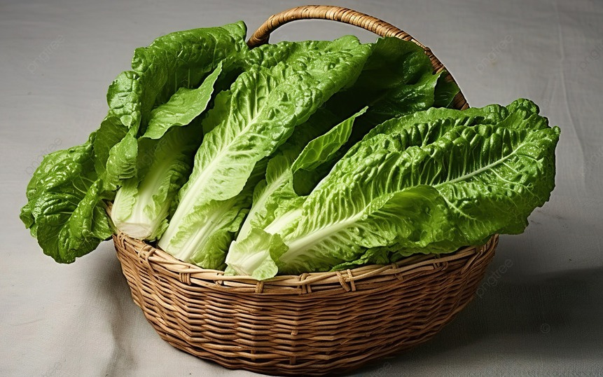 pngtree-romaine-lettuce-image10197674-1766564561573378548367-0-69-538-930-crop-17666335677851619250901.jpg