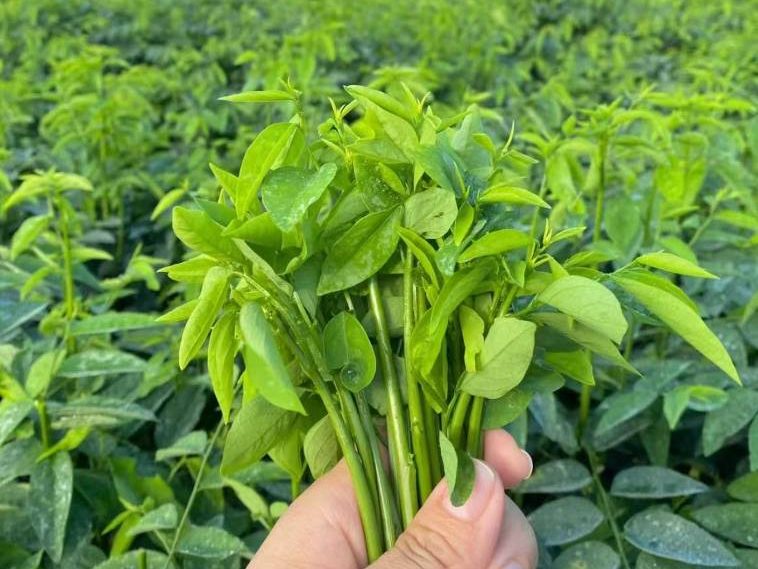 Đừng nấu canh rau ng&oacute;t với thịt băm nữa, l&agrave;m thế n&agrave;y - Ảnh 1.