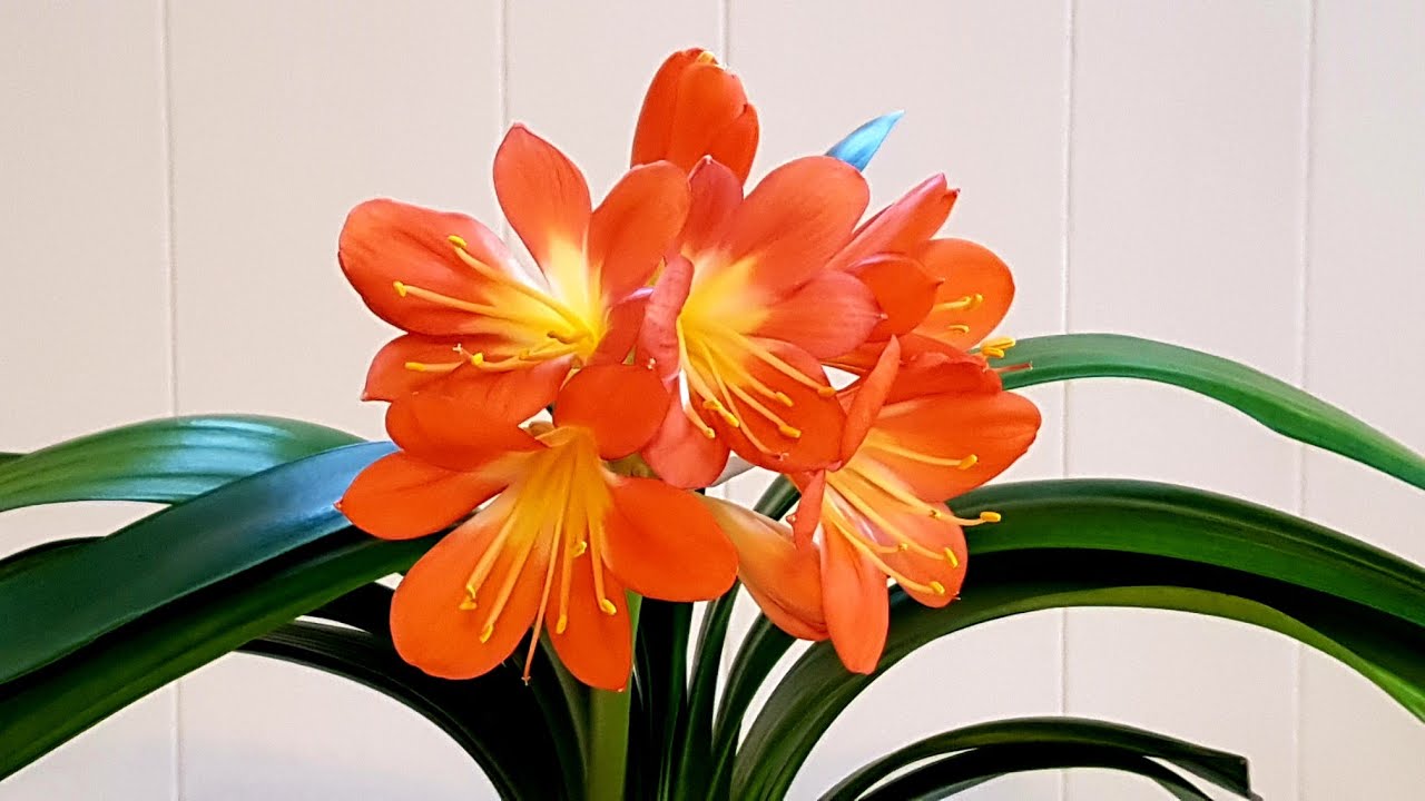 Bị vẻ đẹp đ&aacute;nh lừa, t&ocirc;i đ&atilde; trồng clivia v&agrave; gặp ngay 4 c&uacute; sốc khiến phải bỏ lập tức - Ảnh 5.