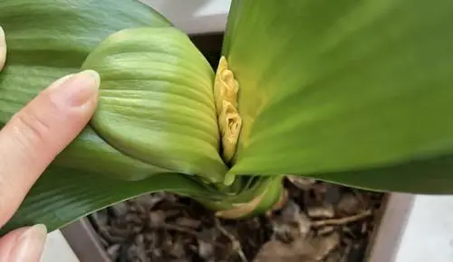 Bị vẻ đẹp đánh lừa, tôi đã trồng lan Clivia và gặp ngay 4 cú sốc khiến phải bỏ lập tức- Ảnh 1. Bị vẻ đẹp đánh lừa, tôi đã trồng lan Clivia và gặp ngay 4 cú sốc khiến phải bỏ lập tức- Ảnh 1.