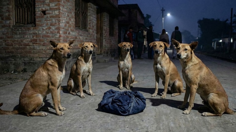Bé sơ sinh bị bỏ rơi trong đêm, đàn chó đứng canh suốt đêm - Ảnh 1.