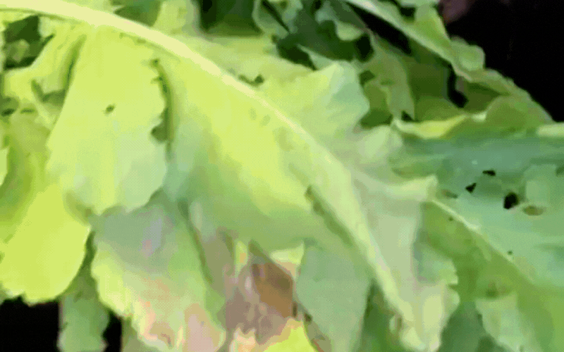 Món củ cải hấp siêu Ngon của Tăng lê giúp ấm bụng và tiêu hóa nhẹ nhàng mùa đông - Ảnh 2. Món củ cải hấp siêu Ngon của Tăng lê giúp ấm bụng và tiêu hóa nhẹ nhàng mùa đông - Ảnh 2.