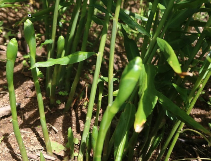 Thứ hoa tưởng v&ocirc; dụng, kh&ocirc;ng ngờ l&agrave; m&oacute;n ăn lạ thơm ngon, bất ngờ g&acirc;y sốt - Ảnh 2.