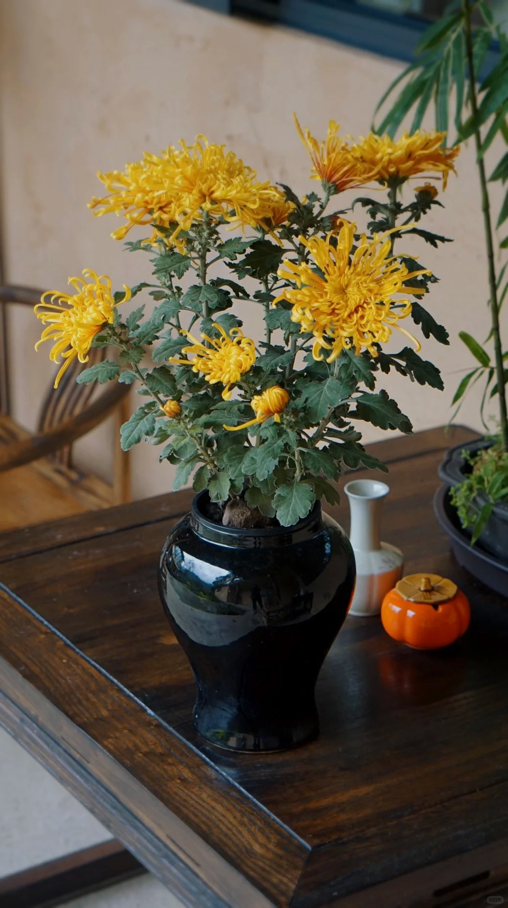 Không chỉ đẹp, đây là lý do người xưa dặn nhất định phải bày hoa cúc ngày Tết để gọi 