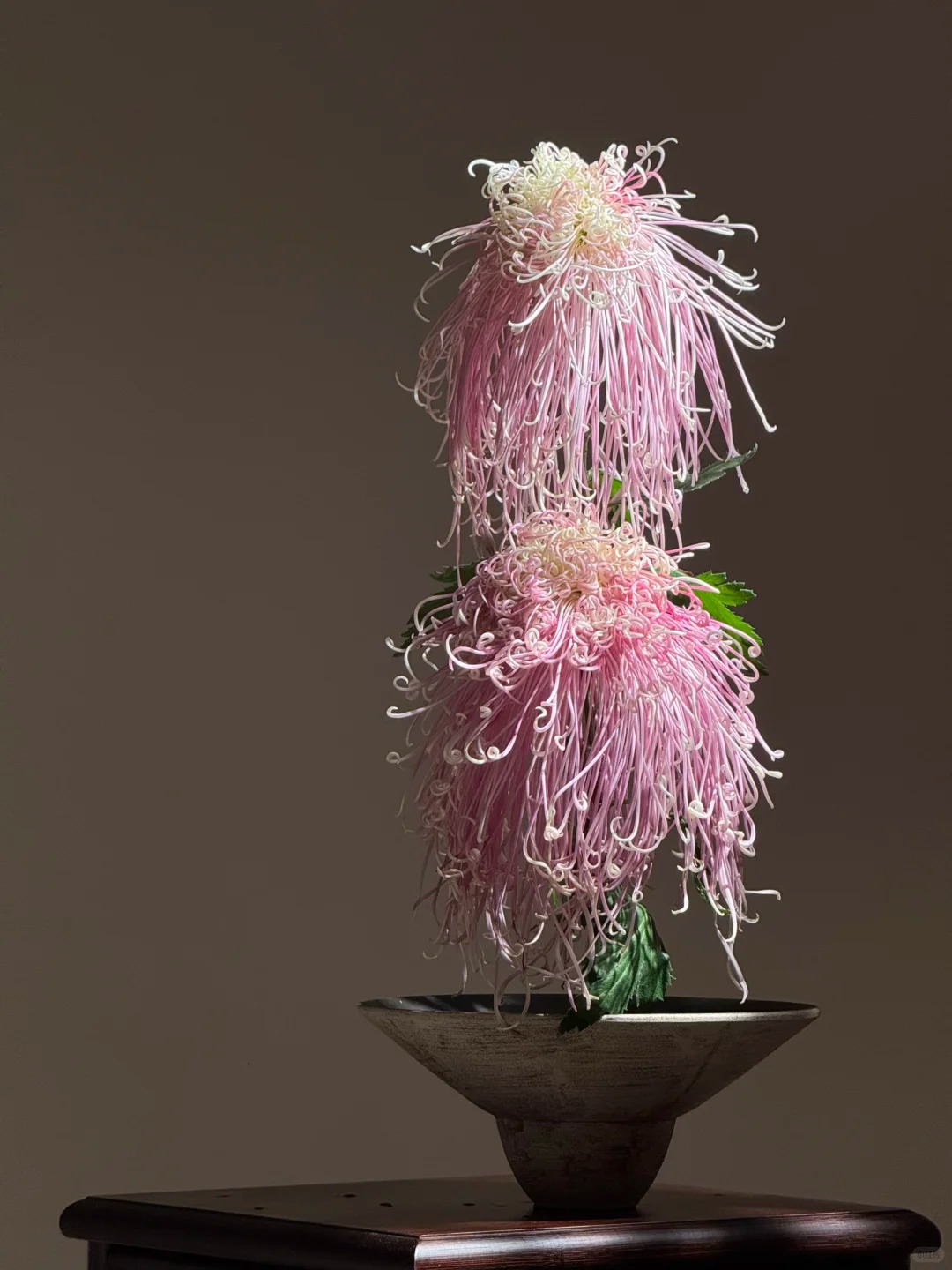 Không chỉ đẹp, đây là lý do người xưa dặn nhất định phải bày hoa cúc ngày Tết để gọi 