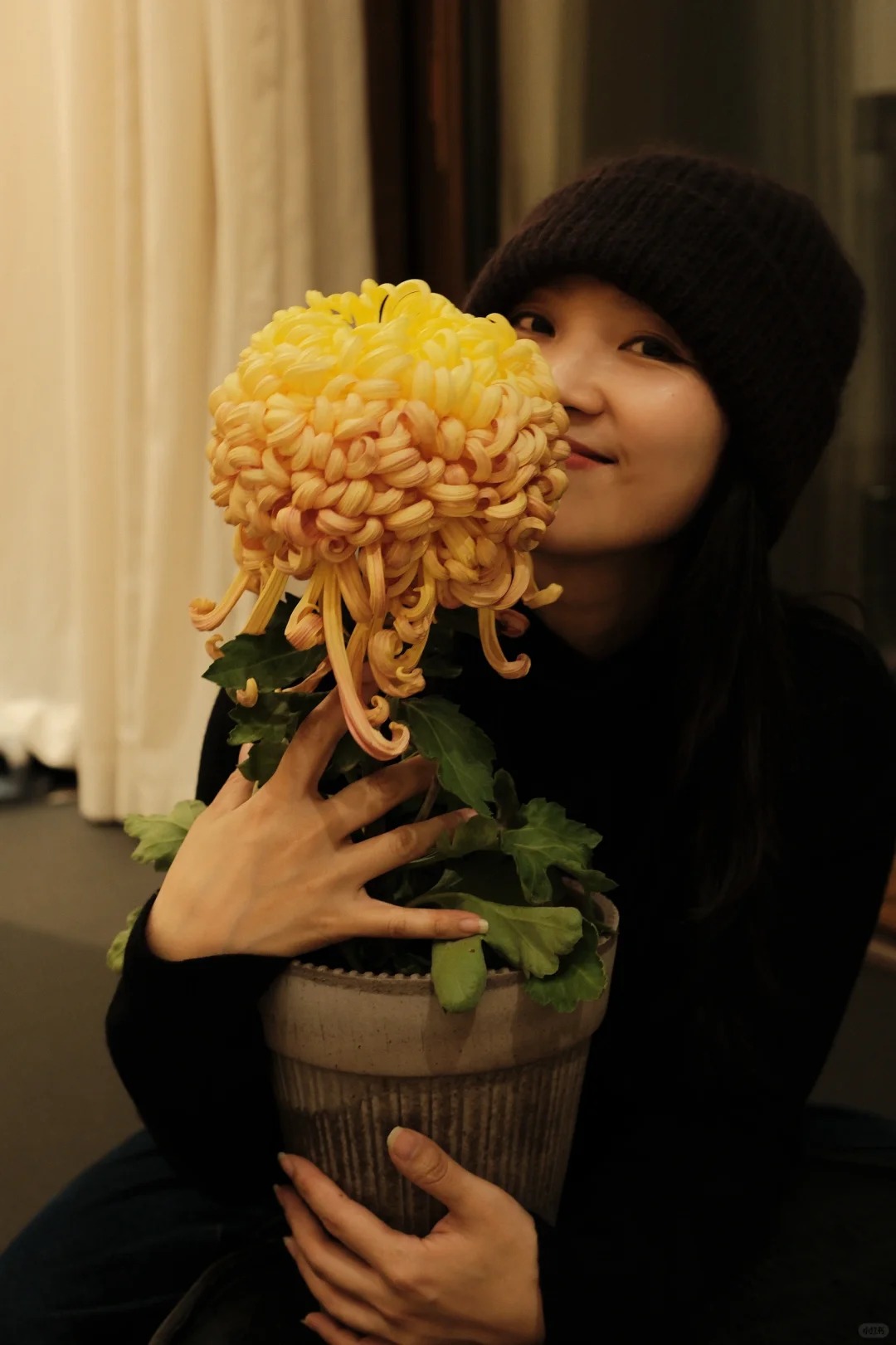 Không chỉ đẹp, đây là lý do người xưa dặn nhất định phải bày hoa cúc ngày Tết để gọi 