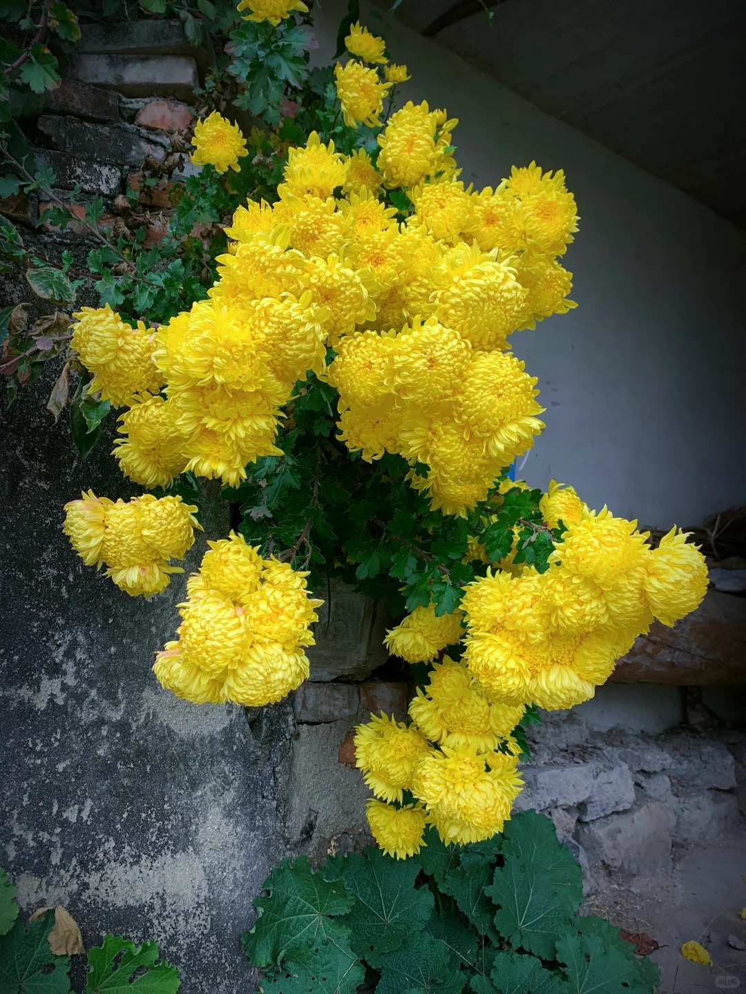 Không chỉ đẹp, đây là lý do người xưa dặn nhất định phải bày hoa cúc ngày Tết để gọi 