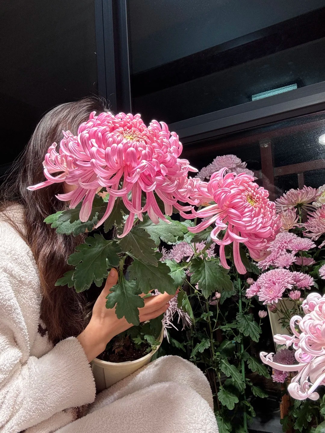 Không chỉ đẹp, đây là lý do người xưa dặn nhất định phải bày hoa cúc ngày Tết để gọi 