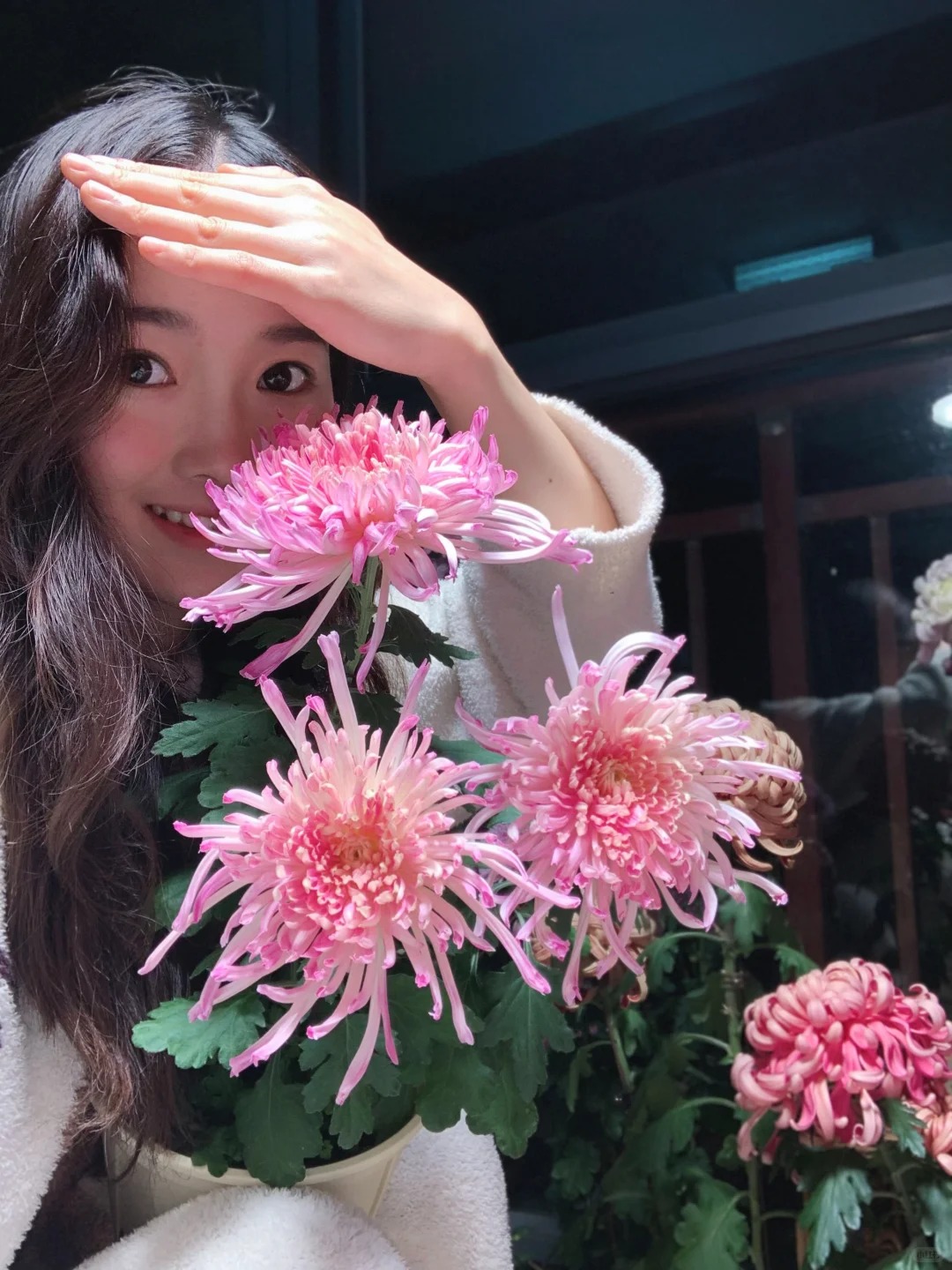 Không chỉ đẹp, đây là lý do người xưa dặn nhất định phải bày hoa cúc ngày Tết để gọi 