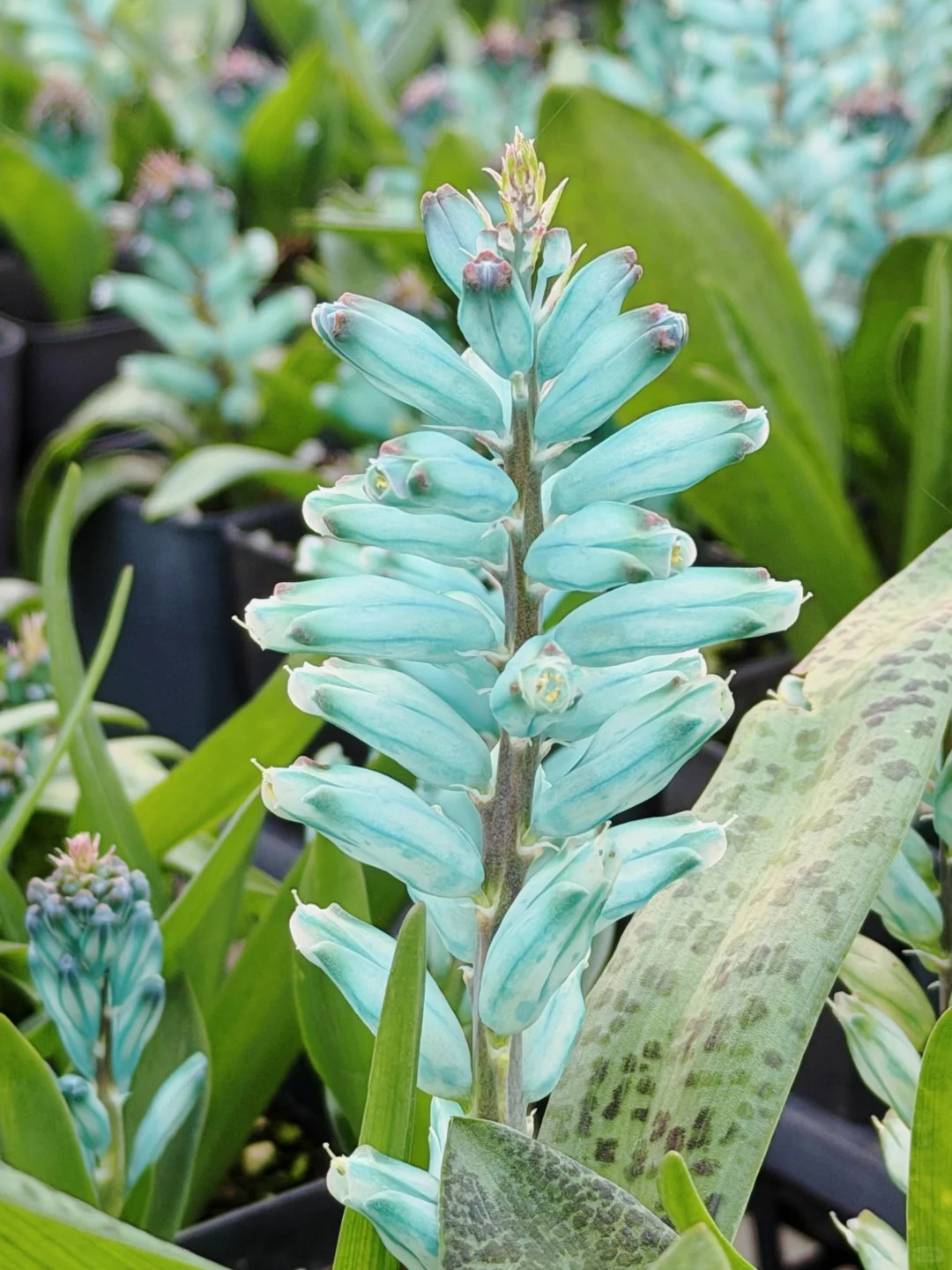 lan-ngoc-bich-chung-tet-lachenalia-viridiflora24-1767090945092866545768-1767098745577-17670987458832035353007.jpg