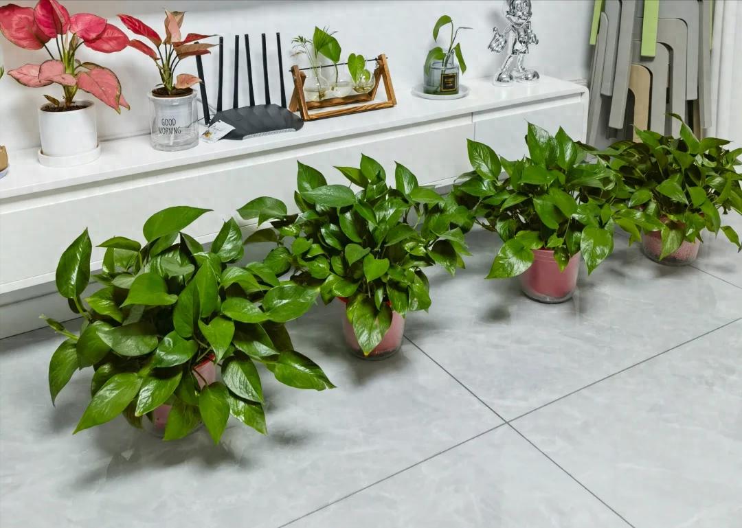 Nhiều người trồng hoa m&agrave; phạm đại kỵ: C&oacute; loại c&agrave;ng đẹp c&agrave;ng h&uacute;t &acirc;m kh&iacute;, mang v&agrave;o nh&agrave; l&agrave; vận suy ngay lập tức - Ảnh 1.