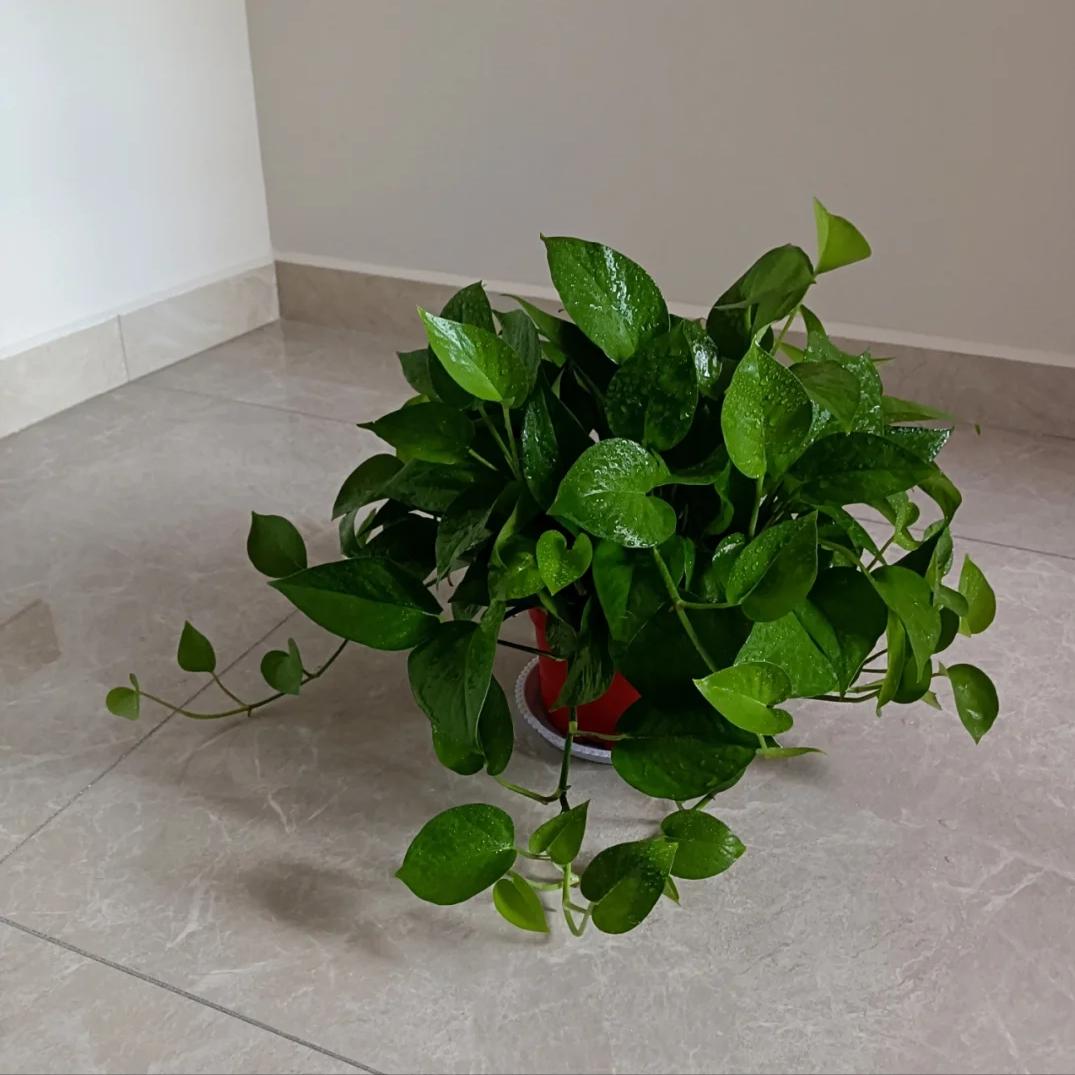 Nhiều người trồng hoa m&agrave; phạm đại kỵ: C&oacute; loại c&agrave;ng đẹp c&agrave;ng h&uacute;t &acirc;m kh&iacute;, mang v&agrave;o nh&agrave; l&agrave; vận suy ngay lập tức - Ảnh 2.