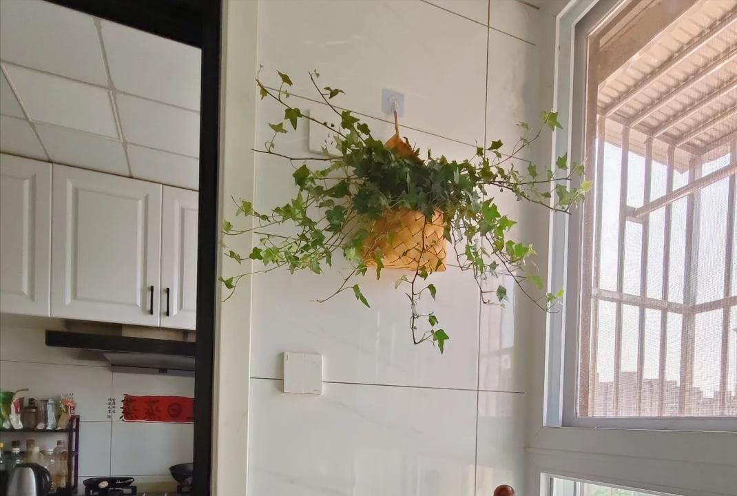 Nhiều người trồng hoa m&agrave; phạm đại kỵ: C&oacute; loại c&agrave;ng đẹp c&agrave;ng h&uacute;t &acirc;m kh&iacute;, mang v&agrave;o nh&agrave; l&agrave; vận suy ngay lập tức - Ảnh 3.