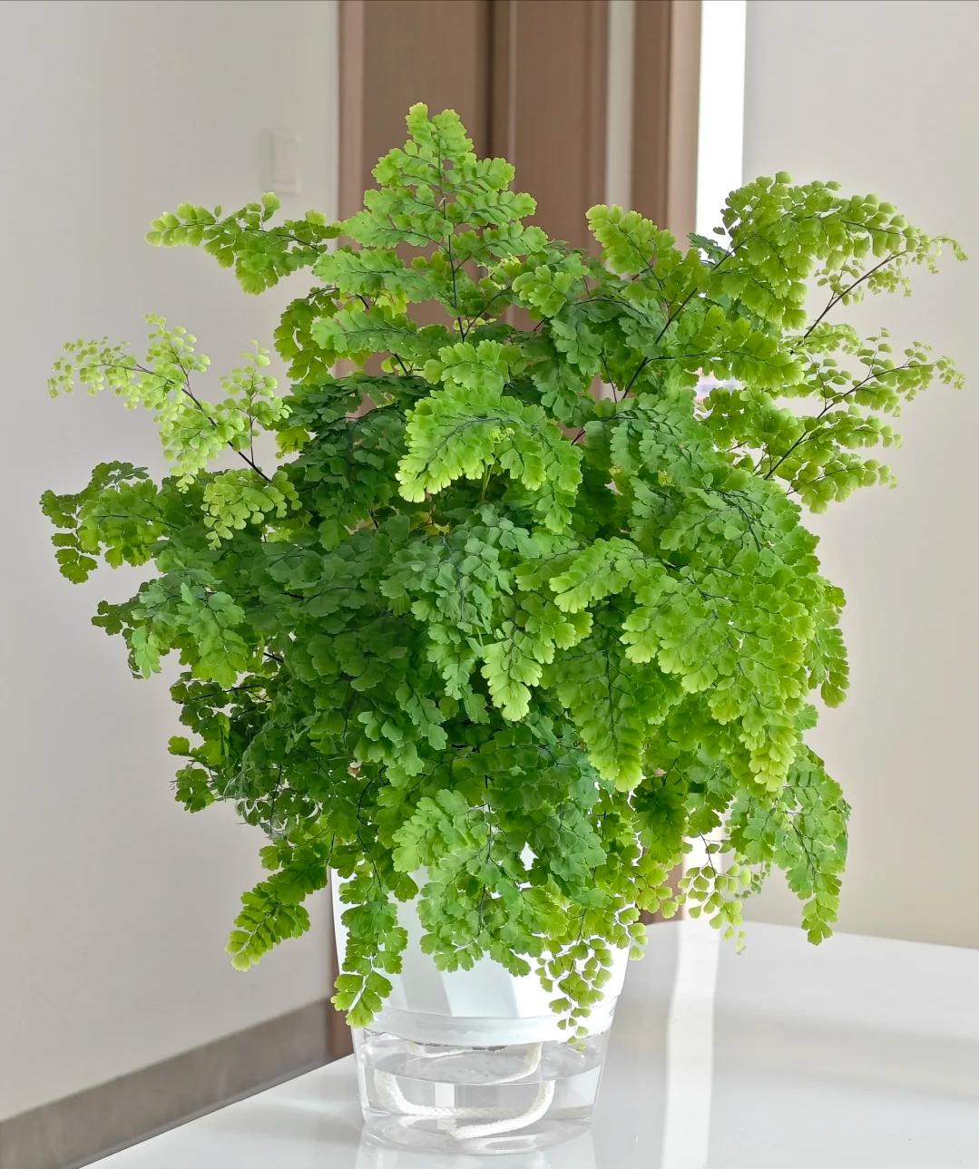 Nhiều người trồng hoa m&agrave; phạm đại kỵ: C&oacute; loại c&agrave;ng đẹp c&agrave;ng h&uacute;t &acirc;m kh&iacute;, mang v&agrave;o nh&agrave; l&agrave; vận suy ngay lập tức - Ảnh 4.