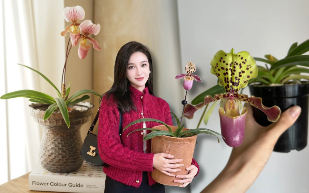 Ch&aacute;n Lan hồ điệp? kh&aacute;m ph&aacute; vẻ đẹp độc đ&aacute;o của Lan H&agrave;i ng&agrave;y Tết n&agrave;y - Ảnh 1.