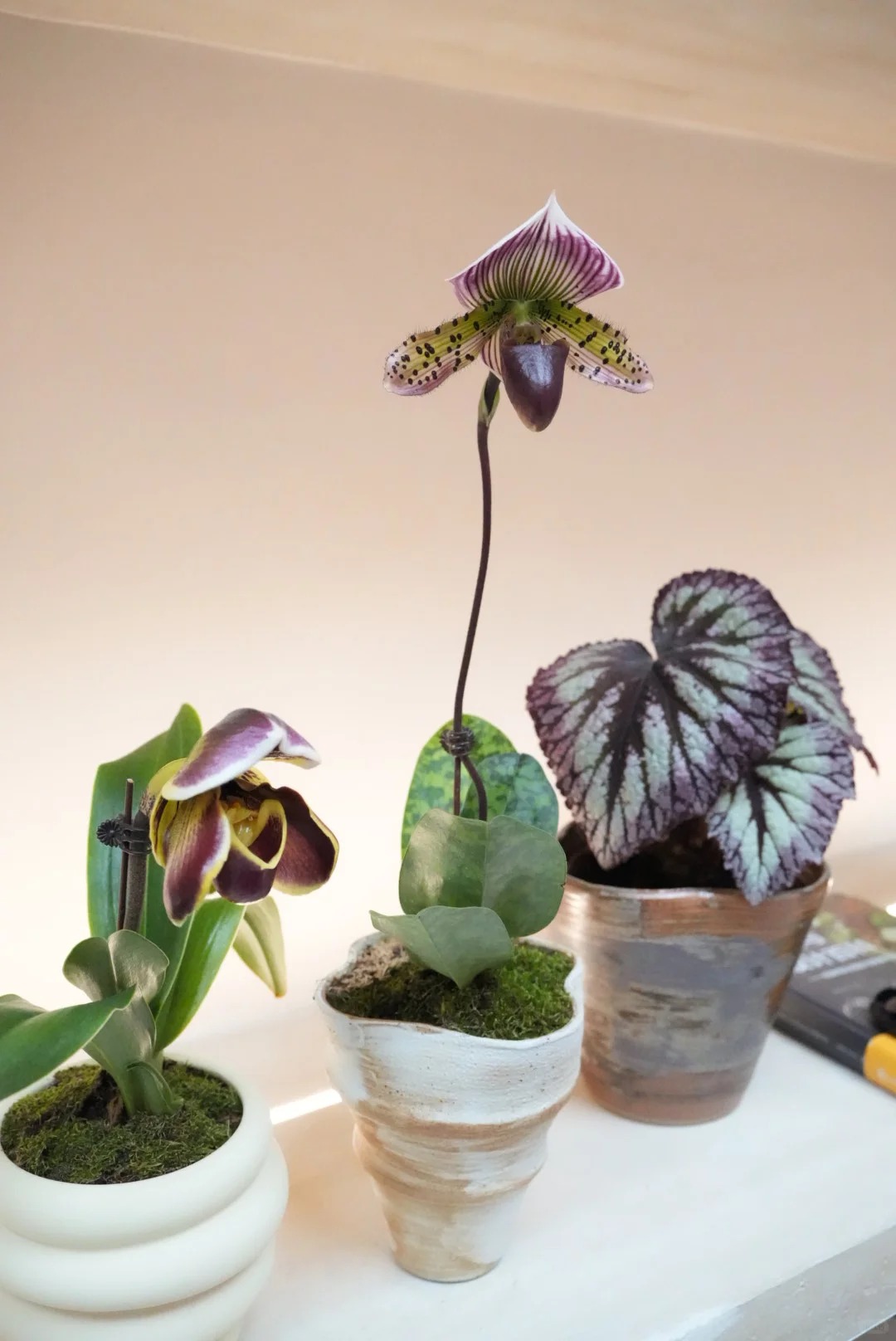 Ch&aacute;n Lan hồ điệp? kh&aacute;m ph&aacute; vẻ đẹp độc đ&aacute;o của Lan H&agrave;i ng&agrave;y Tết n&agrave;y - Ảnh 13.