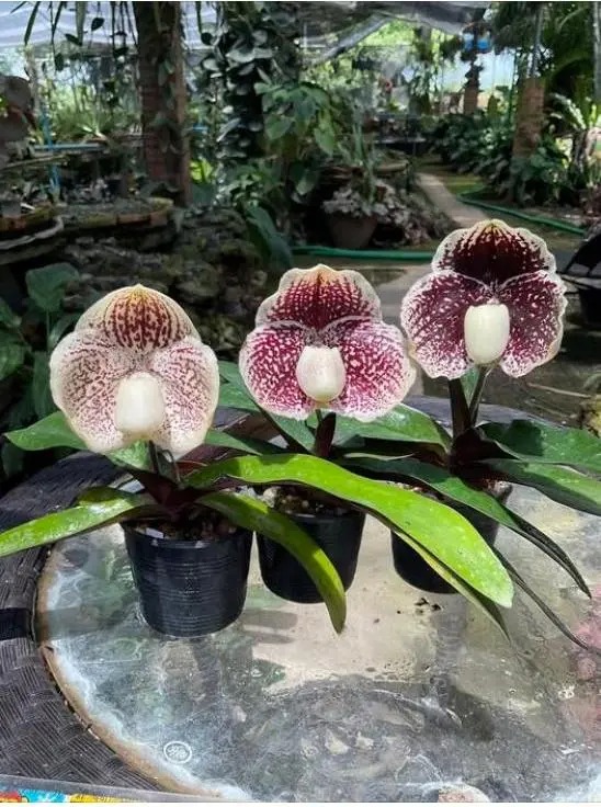 Ch&aacute;n Lan hồ điệp? kh&aacute;m ph&aacute; vẻ đẹp độc đ&aacute;o của Lan H&agrave;i ng&agrave;y Tết n&agrave;y - Ảnh 6.