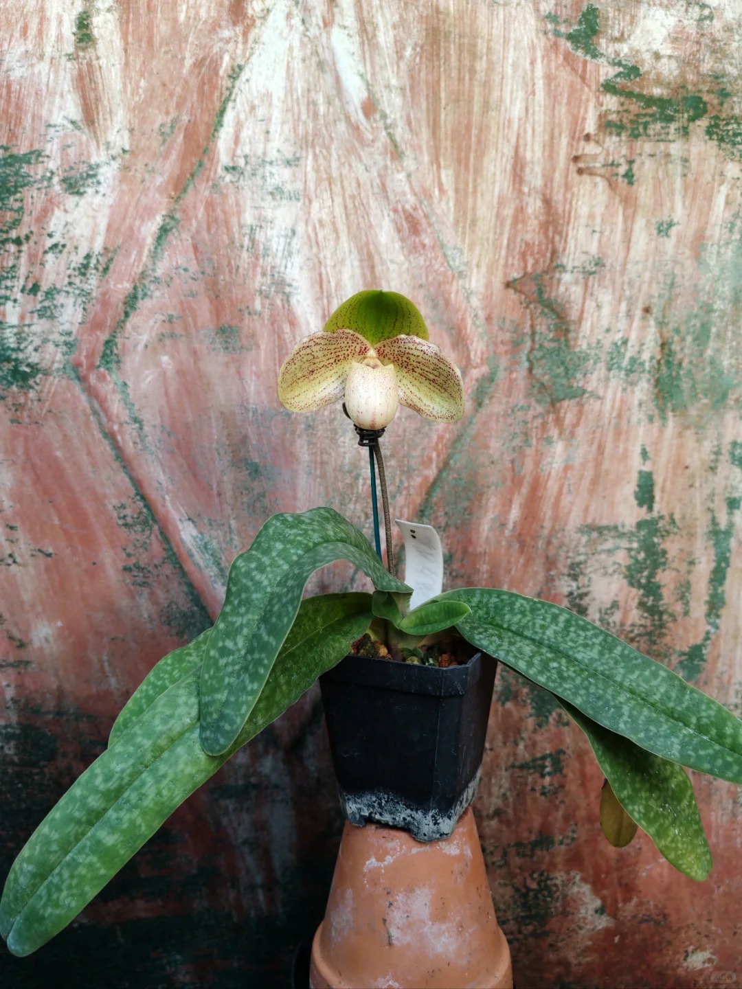 Ch&aacute;n Lan hồ điệp? kh&aacute;m ph&aacute; vẻ đẹp độc đ&aacute;o của Lan H&agrave;i ng&agrave;y Tết n&agrave;y - Ảnh 17.