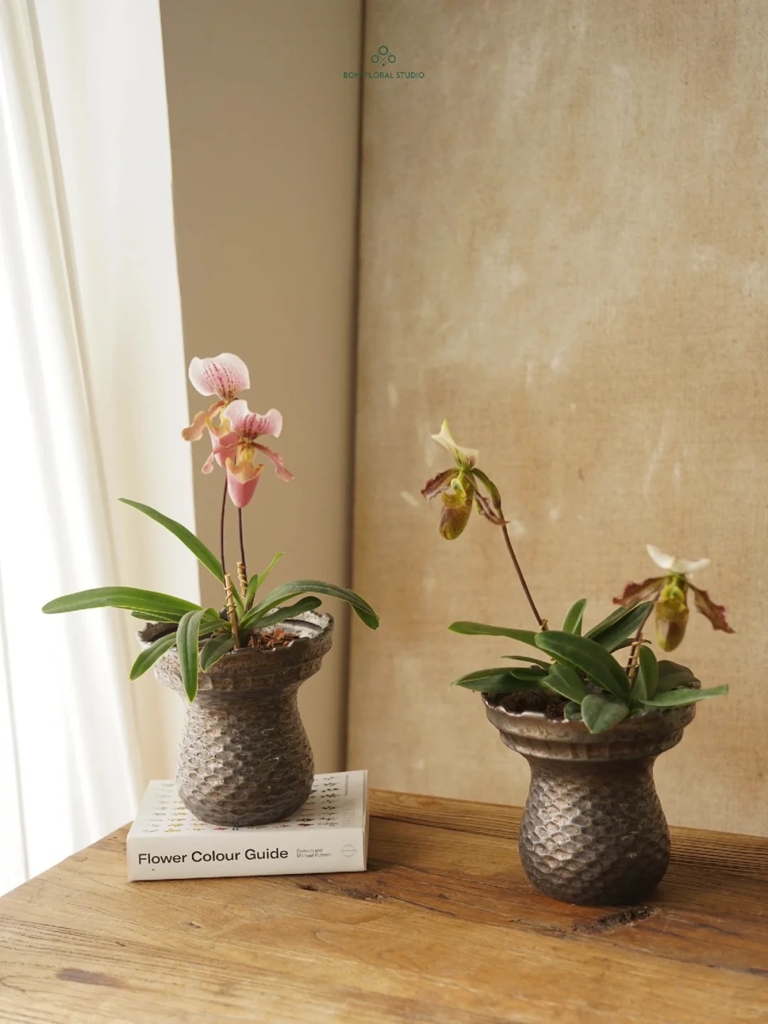 Ch&aacute;n Lan hồ điệp? kh&aacute;m ph&aacute; vẻ đẹp độc đ&aacute;o của Lan H&agrave;i ng&agrave;y Tết n&agrave;y - Ảnh 18.