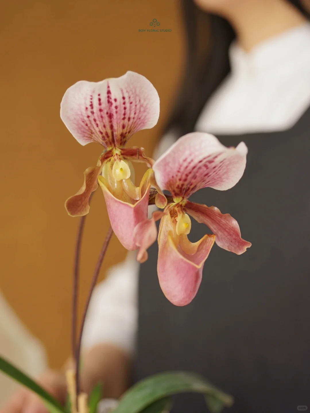 Ch&aacute;n Lan hồ điệp? kh&aacute;m ph&aacute; vẻ đẹp độc đ&aacute;o của Lan H&agrave;i ng&agrave;y Tết n&agrave;y - Ảnh 19.