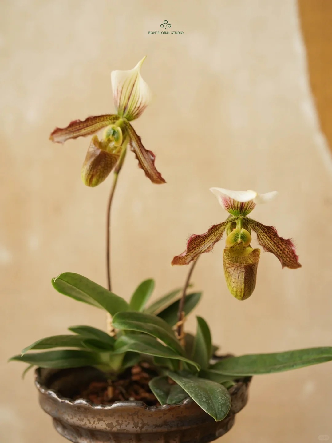 Ch&aacute;n Lan hồ điệp? kh&aacute;m ph&aacute; vẻ đẹp độc đ&aacute;o của Lan H&agrave;i ng&agrave;y Tết n&agrave;y - Ảnh 24.