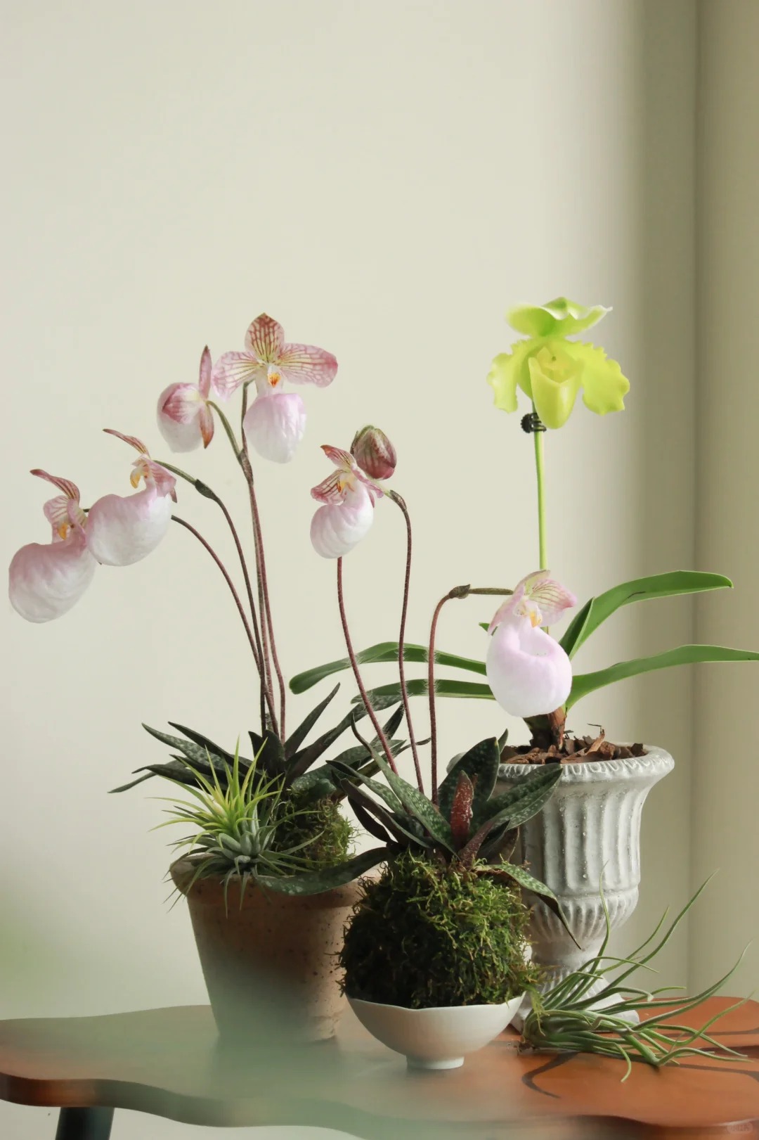 Ch&aacute;n Lan hồ điệp? kh&aacute;m ph&aacute; vẻ đẹp độc đ&aacute;o của Lan H&agrave;i ng&agrave;y Tết n&agrave;y - Ảnh 5.