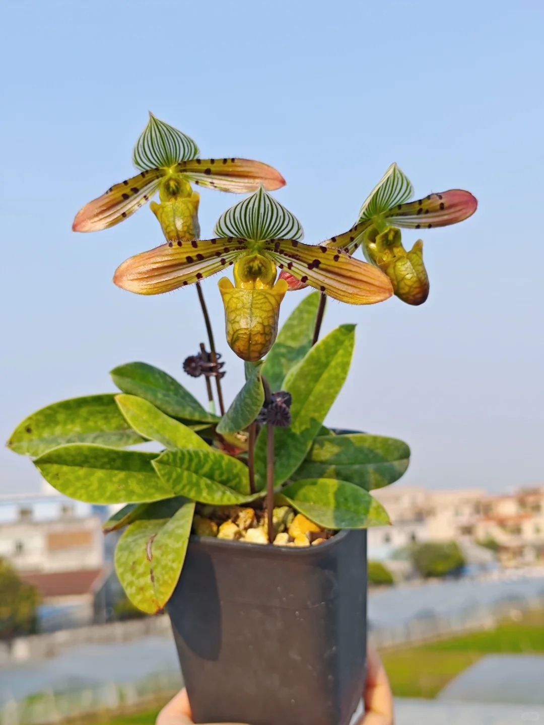 Ch&aacute;n Lan hồ điệp? kh&aacute;m ph&aacute; vẻ đẹp độc đ&aacute;o của Lan H&agrave;i ng&agrave;y Tết n&agrave;y - Ảnh 16.