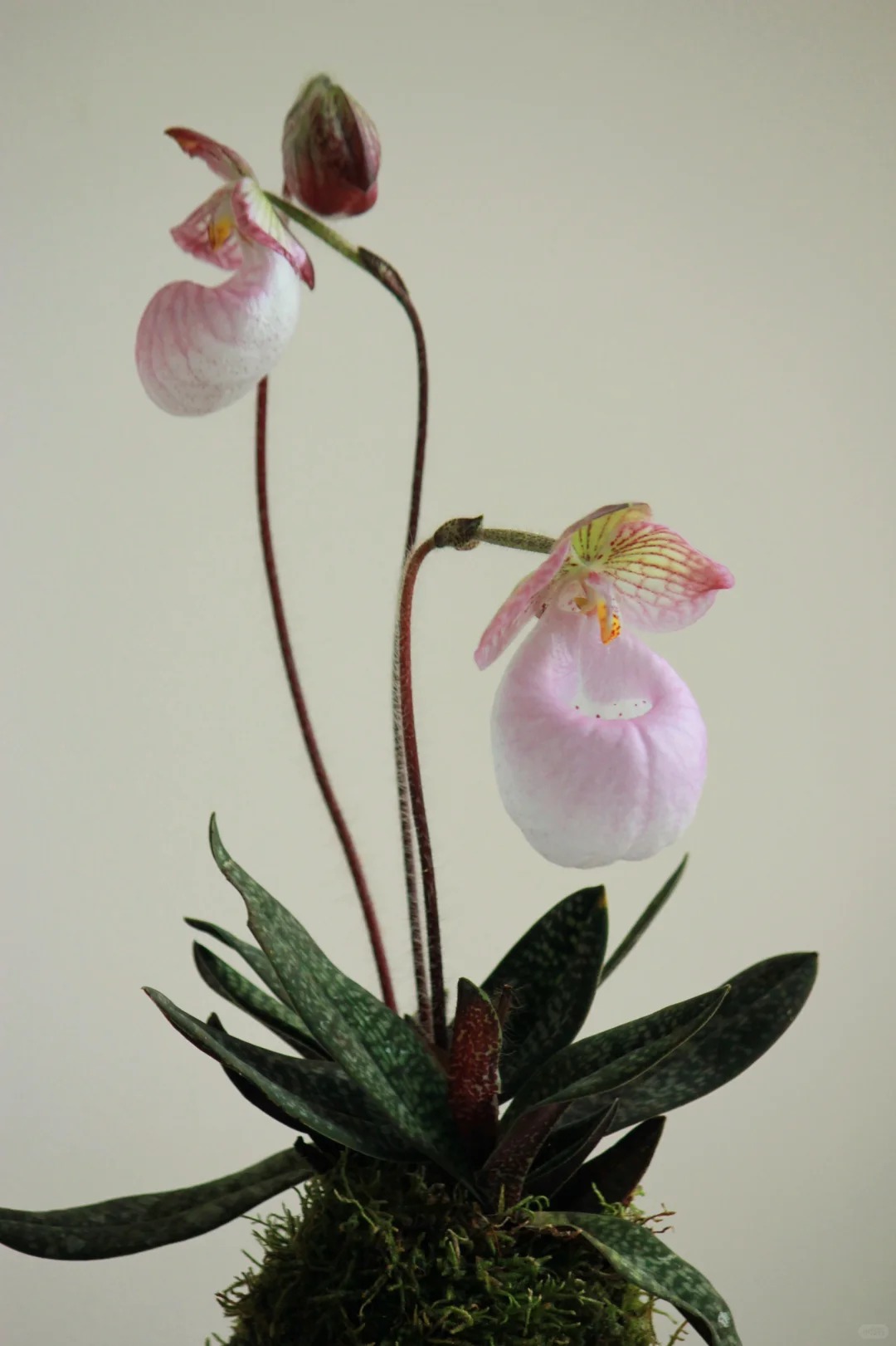 Ch&aacute;n Lan hồ điệp? kh&aacute;m ph&aacute; vẻ đẹp độc đ&aacute;o của Lan H&agrave;i ng&agrave;y Tết n&agrave;y - Ảnh 4.