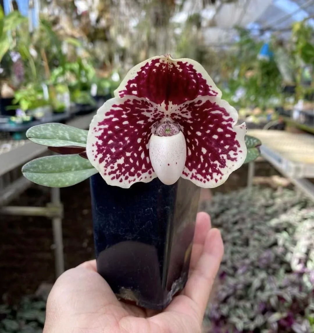 Ch&aacute;n Lan hồ điệp? kh&aacute;m ph&aacute; vẻ đẹp độc đ&aacute;o của Lan H&agrave;i ng&agrave;y Tết n&agrave;y - Ảnh 15.