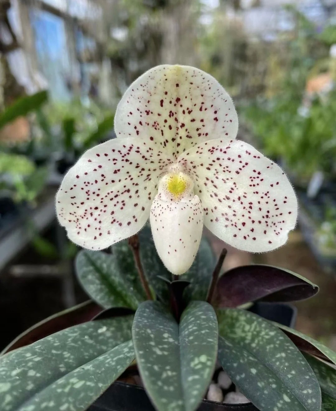 Ch&aacute;n Lan hồ điệp? kh&aacute;m ph&aacute; vẻ đẹp độc đ&aacute;o của Lan H&agrave;i ng&agrave;y Tết n&agrave;y - Ảnh 14.