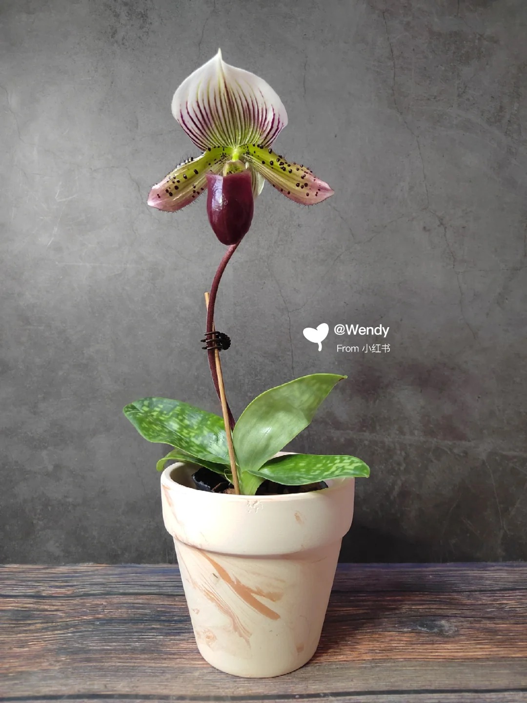 Ch&aacute;n Lan hồ điệp? kh&aacute;m ph&aacute; vẻ đẹp độc đ&aacute;o của Lan H&agrave;i ng&agrave;y Tết n&agrave;y - Ảnh 7.