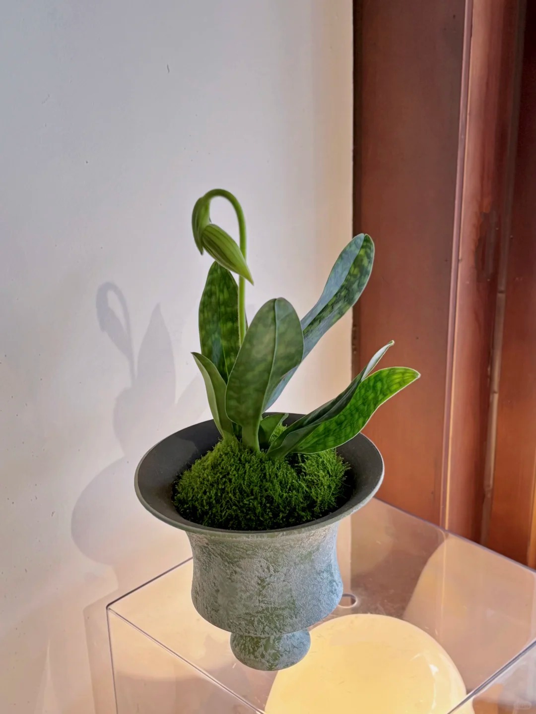 Ch&aacute;n Lan hồ điệp? kh&aacute;m ph&aacute; vẻ đẹp độc đ&aacute;o của Lan H&agrave;i ng&agrave;y Tết n&agrave;y - Ảnh 12.