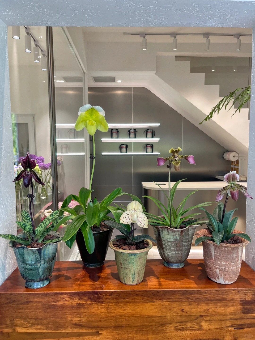 Ch&aacute;n Lan hồ điệp? kh&aacute;m ph&aacute; vẻ đẹp độc đ&aacute;o của Lan H&agrave;i ng&agrave;y Tết n&agrave;y - Ảnh 2.