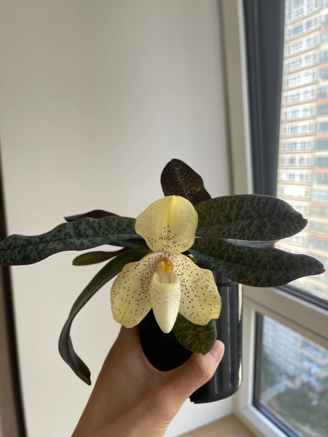 Ch&aacute;n Lan hồ điệp? kh&aacute;m ph&aacute; vẻ đẹp độc đ&aacute;o của Lan H&agrave;i ng&agrave;y Tết n&agrave;y - Ảnh 9.