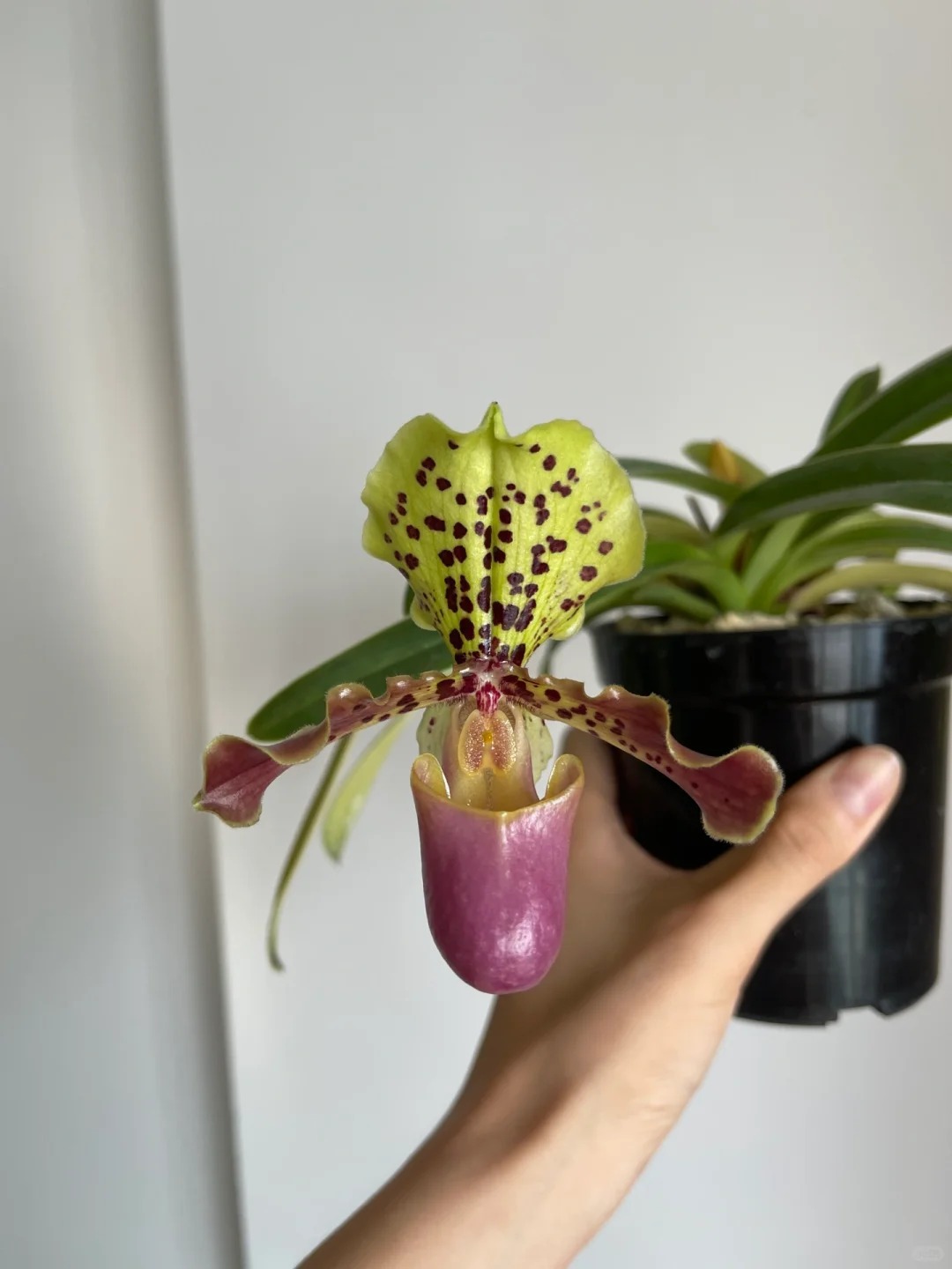 Ch&aacute;n Lan hồ điệp? kh&aacute;m ph&aacute; vẻ đẹp độc đ&aacute;o của Lan H&agrave;i ng&agrave;y Tết n&agrave;y - Ảnh 8.