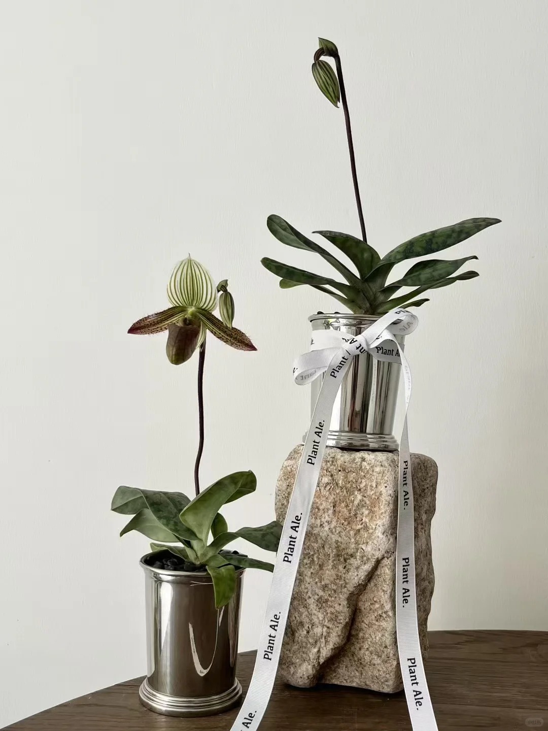 Ch&aacute;n Lan hồ điệp? kh&aacute;m ph&aacute; vẻ đẹp độc đ&aacute;o của Lan H&agrave;i ng&agrave;y Tết n&agrave;y - Ảnh 11.