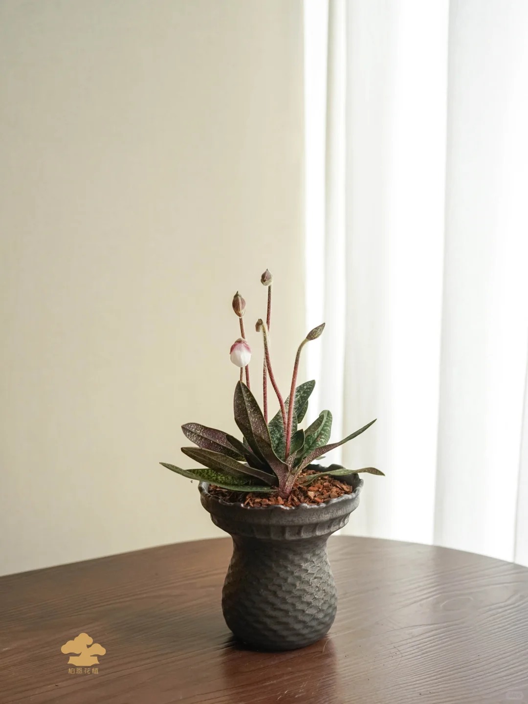 Ch&aacute;n Lan hồ điệp? kh&aacute;m ph&aacute; vẻ đẹp độc đ&aacute;o của Lan H&agrave;i ng&agrave;y Tết n&agrave;y - Ảnh 22.