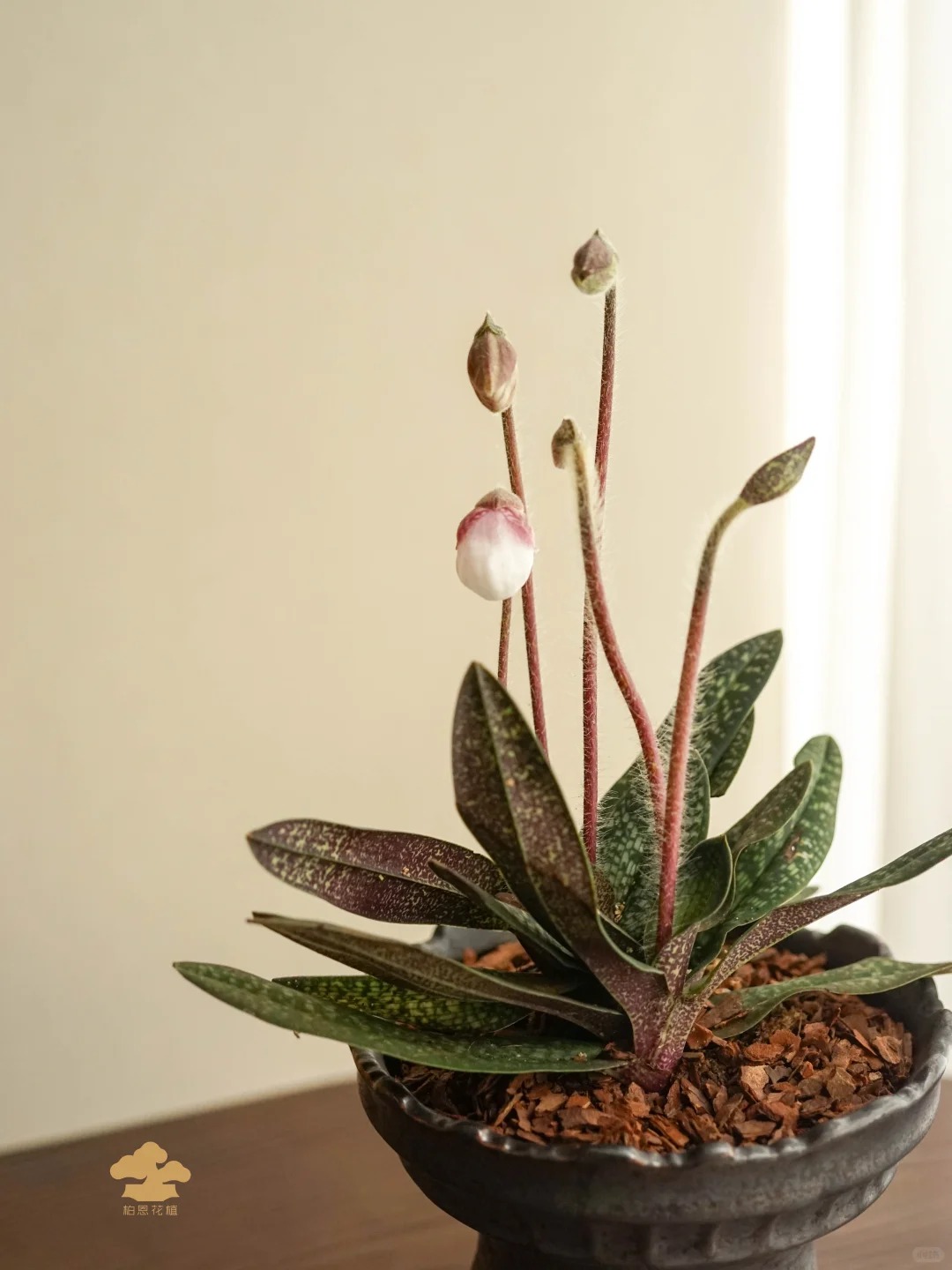 Ch&aacute;n Lan hồ điệp? kh&aacute;m ph&aacute; vẻ đẹp độc đ&aacute;o của Lan H&agrave;i ng&agrave;y Tết n&agrave;y - Ảnh 21.