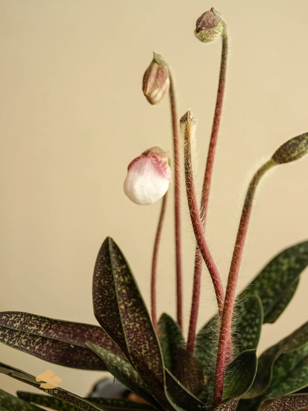 Ch&aacute;n Lan hồ điệp? kh&aacute;m ph&aacute; vẻ đẹp độc đ&aacute;o của Lan H&agrave;i ng&agrave;y Tết n&agrave;y - Ảnh 20.