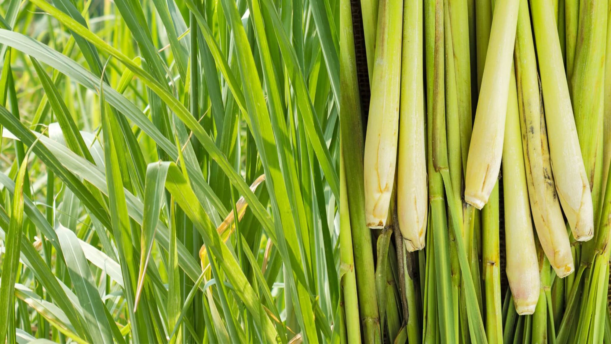 how-to-grow-lemongrass-1764808133006-17648081334071205460749.jpg