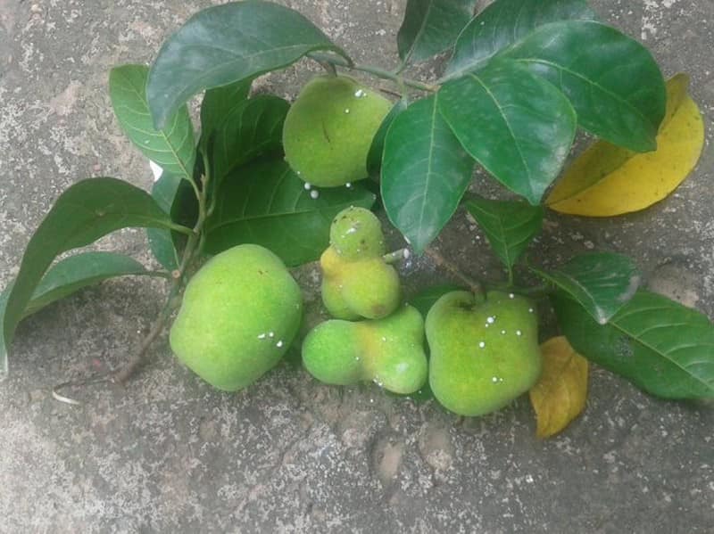 Thứ quà quê chay có vị chua thanh, ruột hồng bắt mắt được nhiều người săn lùng - Ảnh 1.